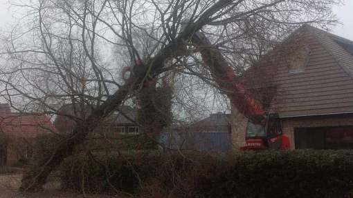 boom rooien Oudenbosch